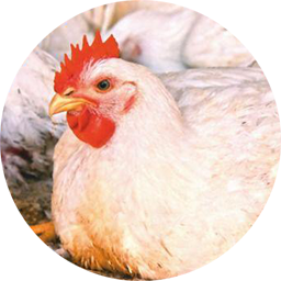 کنسانتره جوجه گوشتی 5 درصد